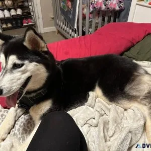 AKC Siberian husky
