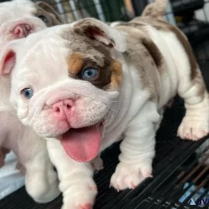 English Bulldog Pup