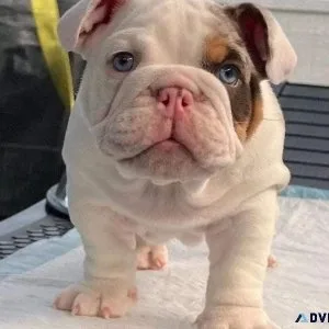 Charming English Bulldog Puppies