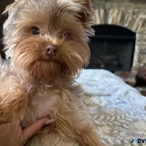 Chocolate Female YORKIE
