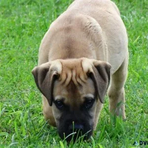 Obedient Bullmastiff Puppies for adoption