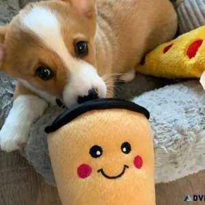 Adorable cute corgi puppies for adoption