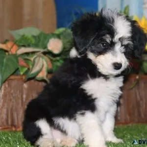 Amazing Aussiedoodle puppies for adoption