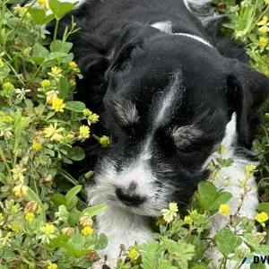 mini schnauzer
