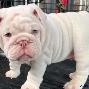 Cute English Bulldog Puppies For sale