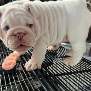 ACK Registered English Bulldog