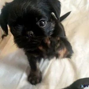 Gorgeous Brussels Griffon puppies For adoption