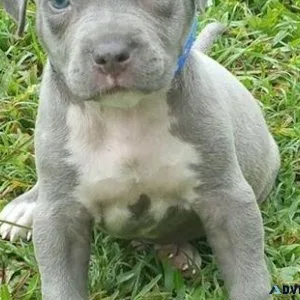 Well Trained American Pit Bull Terrier Puppies Ready