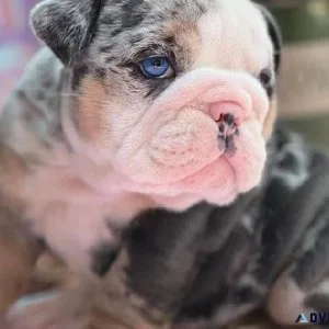 English Bulldog Pups for Sale