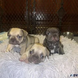 AKC French Bulldog Puppies