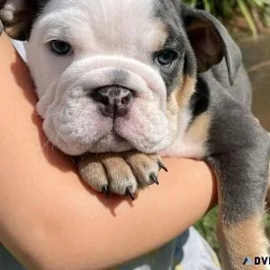 AKC Registered English Bulldogs for Sale