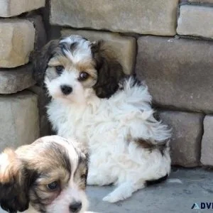 CKC Cavachon Puppies for adoption
