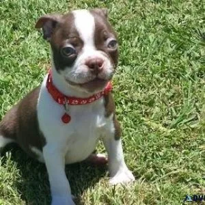 Male and female Boston Terrier puppies available