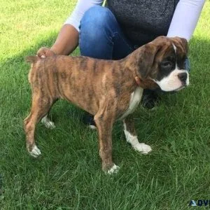Well Socialized Boxer puppies