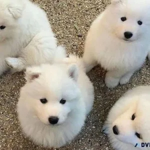 Healthy samoyed puppies