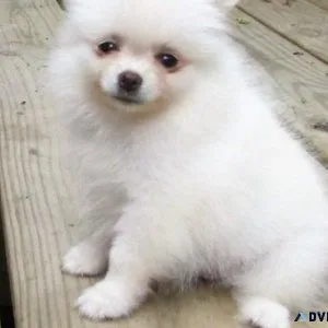 Healthy Pure Breed Tea Cup Poms