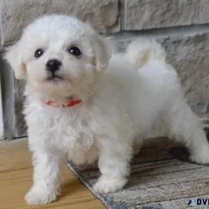 Adorable Bichon Frise puppies For adoption.
