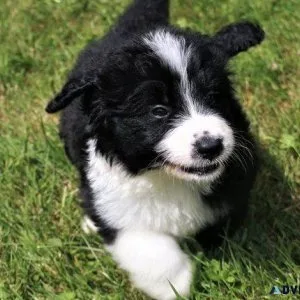 Playful Bernesedoodle puppies For adoption.