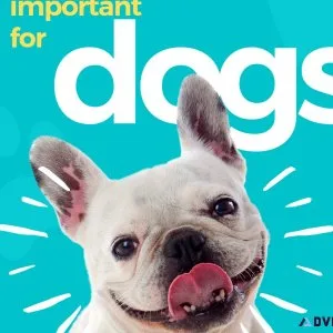 Dog Training Lewisville