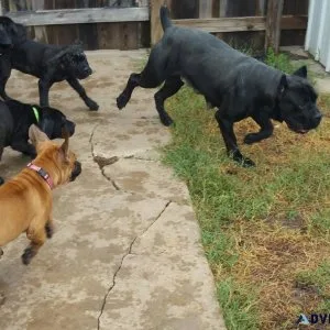 Home raised Cane Corso Puppies for adoption.