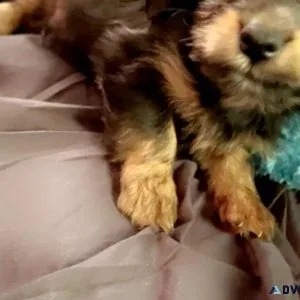 Toy Yorkies