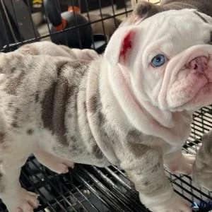 Two Lovely Bulldog Pups