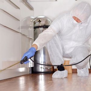 Pest control services sharjah & dubai