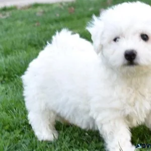 Potty Trained Bichon Frise puppies available