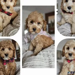 Gorgeous F1B Petite Mini Goldendoodle Puppies
