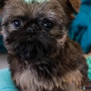 AKC reg. Brussels Griffon puppies available
