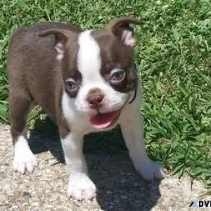 AKC reg. Boston Terrier puppies available