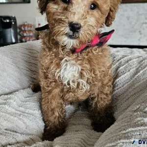 Gorgeous F1B Cavapoo Male Puppy - Ready Now