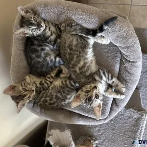 TICA Bengal Kittens