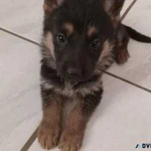 German Shepherd Puppies