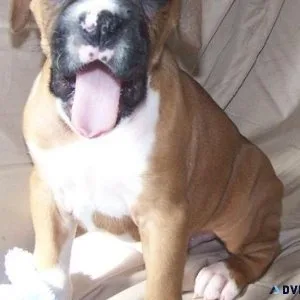 AKC reg. Boxer puppies available now