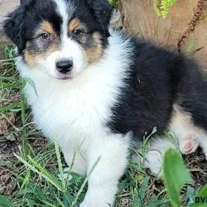 Home raised Australian Shepherd Puppies For Sale