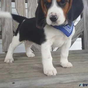 Gorgeous Beagle Puppies For Sale