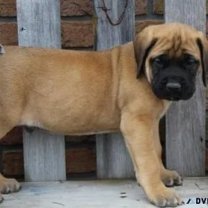 Amazing Bullmastiff puppies available now Adoption