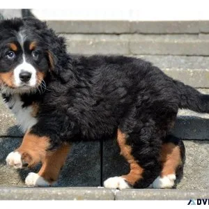 Gorgeous Bernese Mountain (Dog) puppies available