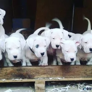 Adorable Dogo Argentino Puppies For Adoption