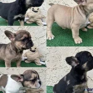 FrenchbuldogFluffy Frenchie