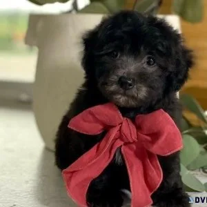 Gorgeous Havapoo boys and girls for adoption