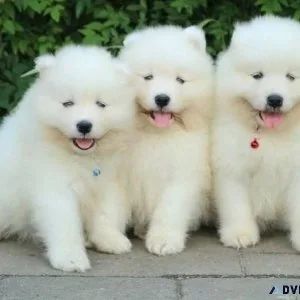 Super Adorable Samoyed Puppies Available Now