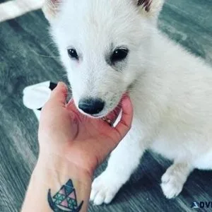Well Trained White German Shepherd puppies for Adoption.