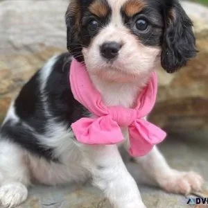 CKC Cavalier King Charles Spaniel Puppies for adoption