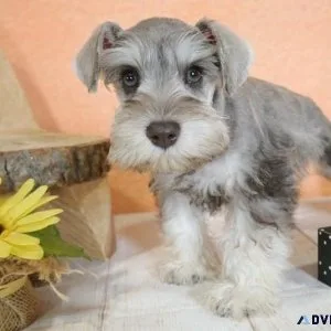 Gorgeous Miniature Schnauzer Puppies For Adoption