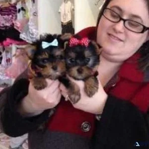 Home Trained Teacup Yorkie Puppies Available