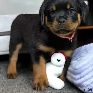 Magnificent Rottweiler puppies for Adoption
