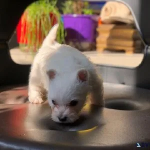 West Highland White Terrier  Babies