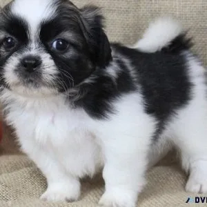 Amazing Shih tzu Puppies For Adoption